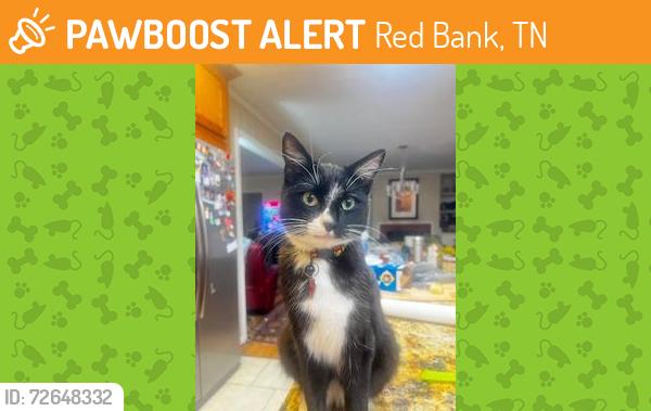 Found/Stray Unknown Cat last seen intersection Morrison Spring and Dayton Blvd, Red Bank, TN 37415