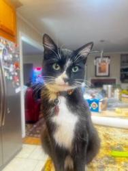 Found/Stray Unknown Cat last seen intersection Morrison Spring and Dayton Blvd, Red Bank, TN 37415