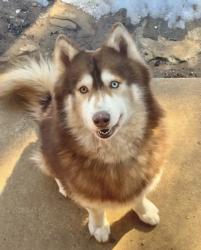 Lost Male Dog last seen Near Kevin drive Euless , Euless, TX 76040
