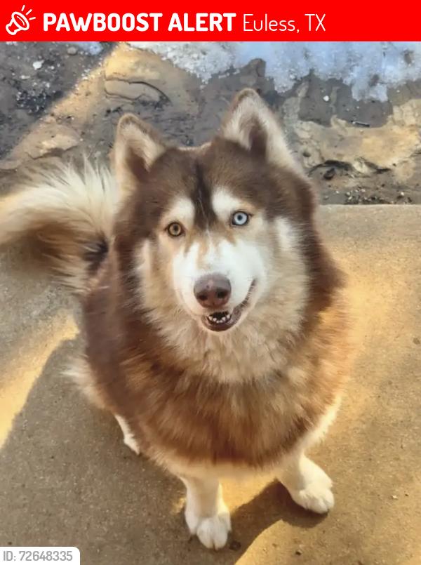 Lost Male Dog last seen Near Kevin drive Euless , Euless, TX 76040
