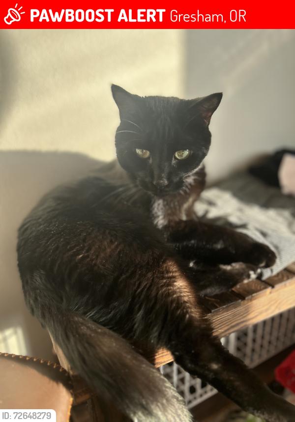 Lost Male Cat last seen Near SW Tegart Ave , Gresham, OR 97080