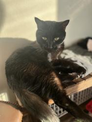 Lost Male Cat last seen Near SW Tegart Ave , Gresham, OR 97080
