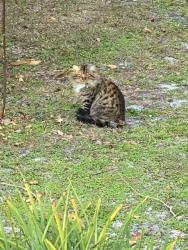 Found/Stray  Cat last seen Near Victarra Circle, Lutz, FL, USA, Lutz, FL 33559