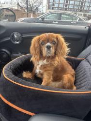 Lost Male Dog last seen Vermont street and Potomac, Buffalo, NY 14213