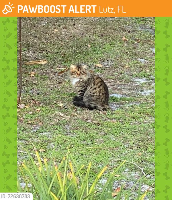Found/Stray  Cat last seen Near Victarra Circle, Lutz, FL, USA, Lutz, FL 33559