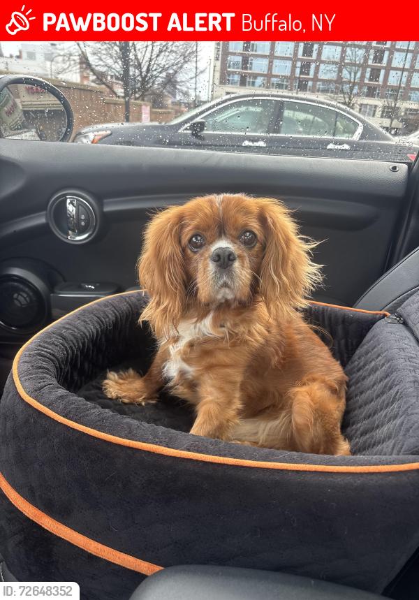 Lost Male Dog last seen Vermont street and Potomac, Buffalo, NY 14213