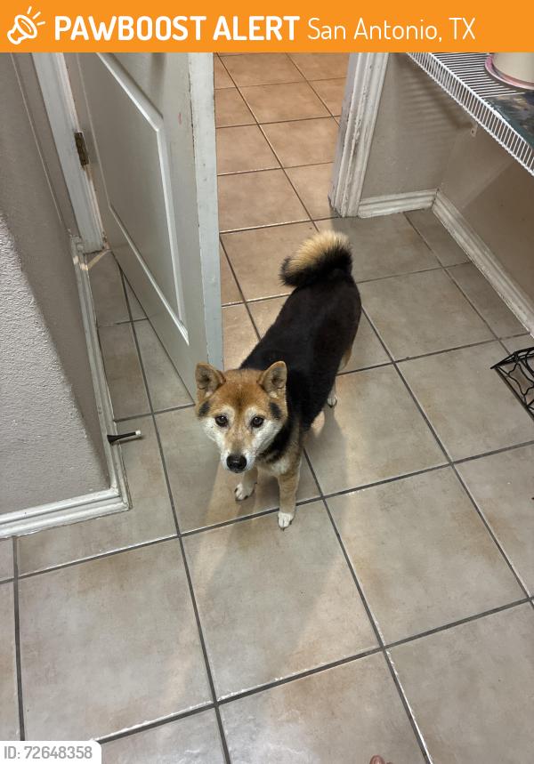 Found/Stray Female Dog last seen Bob beard , San Antonio, TX 78023