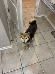Found/Stray Female Dog last seen Bob beard , San Antonio, TX 78023