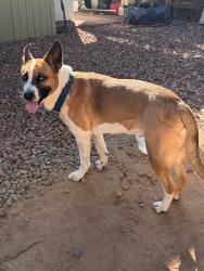 Found/Stray Female Dog last seen Sparkman and flower, Tucson, AZ 85716