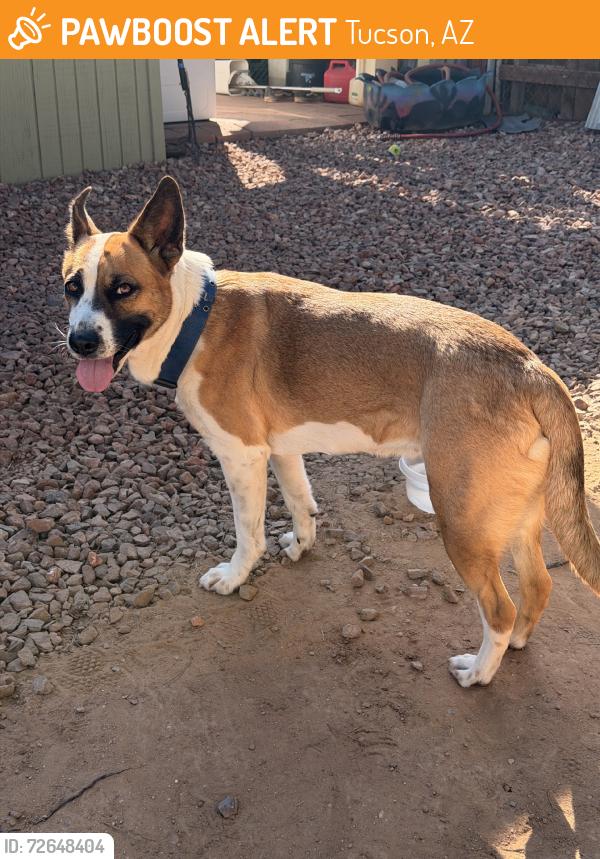 Found/Stray Female Dog last seen Sparkman and flower, Tucson, AZ 85716