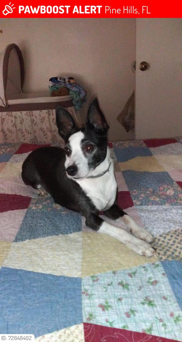 Lost Male Dog last seen Charlet ct and Yosemite Dr, Pine Hills, FL 32818