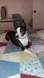 Lost Male Dog last seen Charlet ct and Yosemite Dr , Pine Hills, FL 32818
