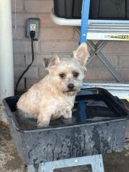 Lost Male Dog last seen Rosedale St., Houston, TX 77004