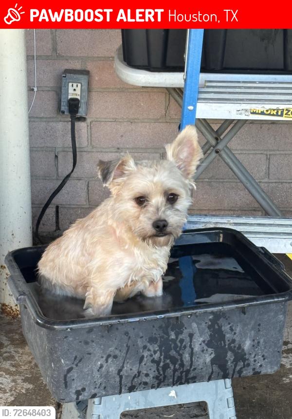 Lost Male Dog last seen Rosedale St., Houston, TX 77004