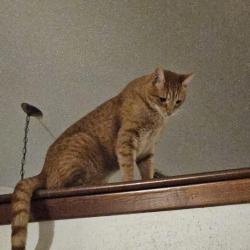 Lost Male Cat last seen Lake Village Blvd., Slidell, LA 70461