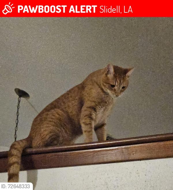 Lost Male Cat last seen Lake Village Blvd., Slidell, LA 70461