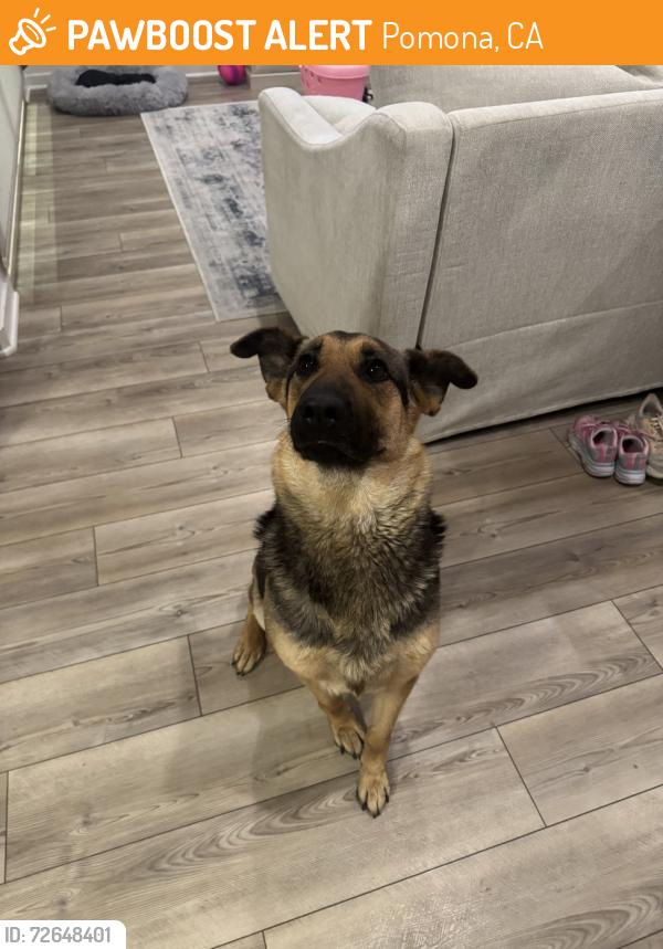 Found/Stray Female Dog last seen Hilton Garden Inn, Pomona, CA 91766