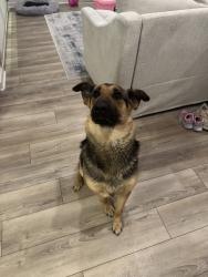 Found/Stray Female Dog last seen Hilton Garden Inn, Pomona, CA 91766