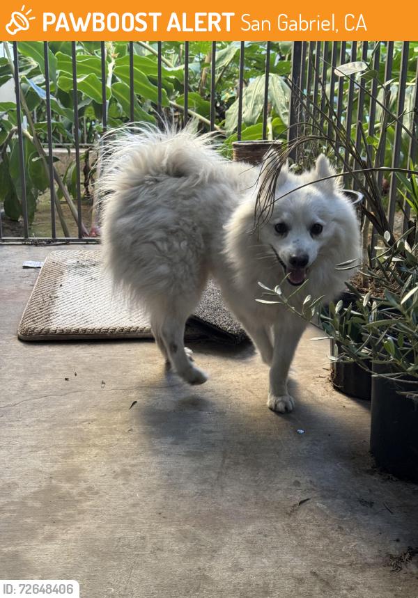 Found/Stray Male Dog last seen Live oak and st Francis , San Gabriel, CA 91776