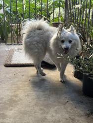 Found/Stray Male Dog last seen Live oak and st Francis , San Gabriel, CA 91776