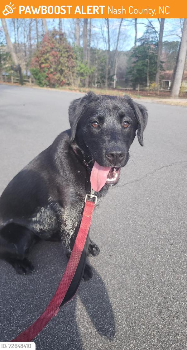 Found/Stray Unknown Dog last seen Bend of the River Rd., Nash County, NC 27803