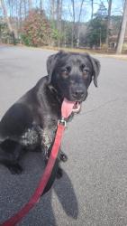 Found/Stray Unknown Dog last seen Bend of the River Rd., Nash County, NC 27803