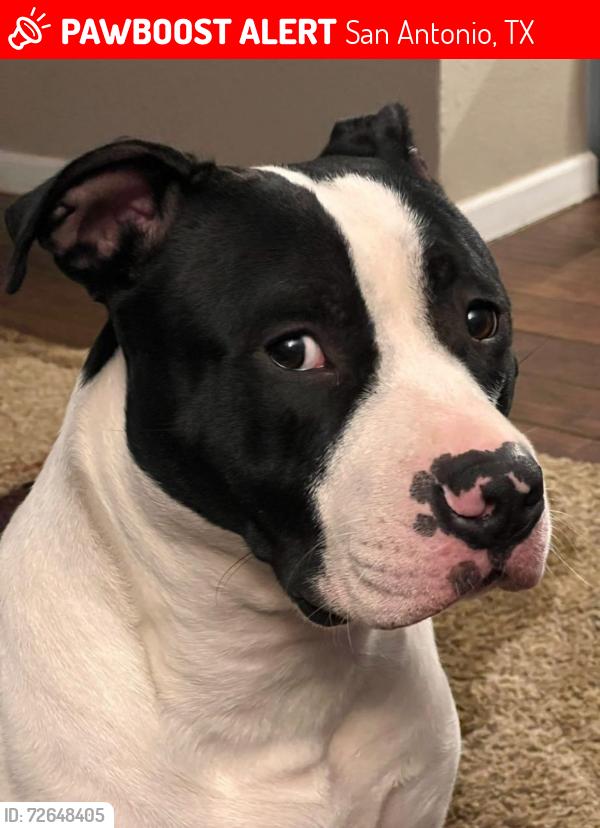 Lost Male Dog last seen La Manda Blvd and Neer Ave , San Antonio, TX 78213