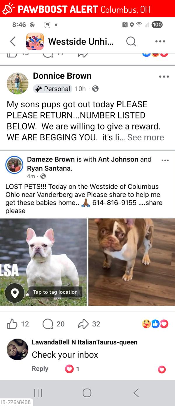 Lost Female Dog last seen Vanderberg, Eakin, Columbus, OH 43204