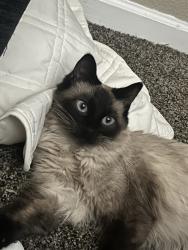Lost Male Cat last seen Near burger boy, Cedar Crest, NM 87008