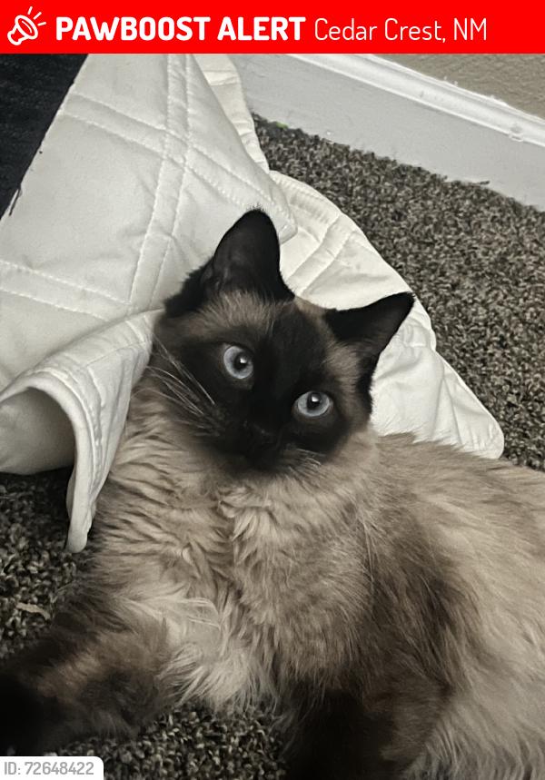 Lost Male Cat last seen Near burger boy, Cedar Crest, NM 87008