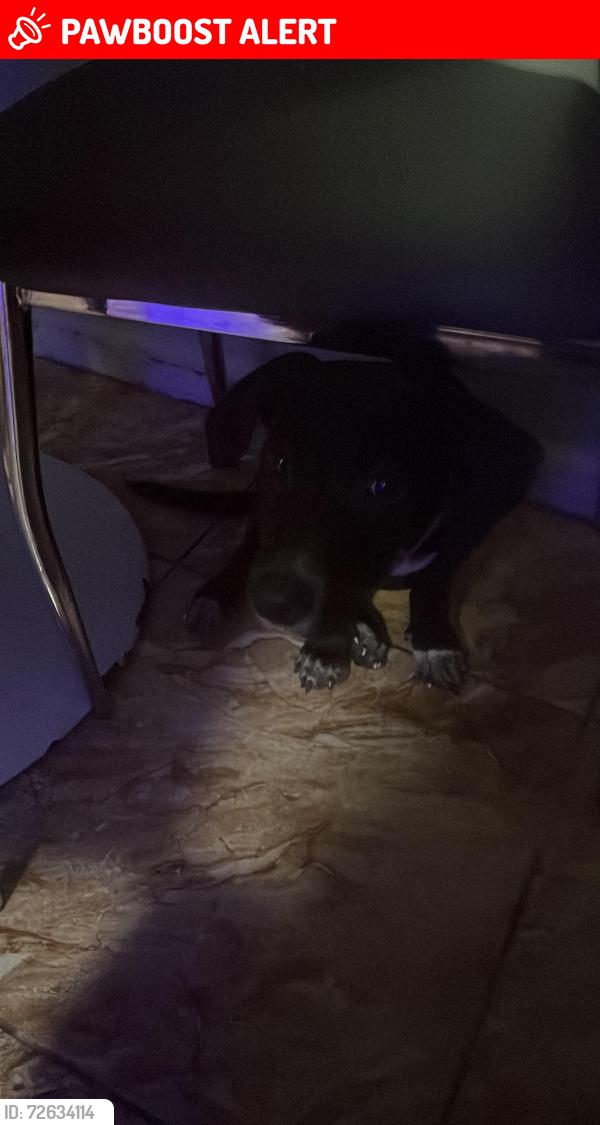 Lost Female Dog last seen Near avenue , North Miami Beach, FL 33162