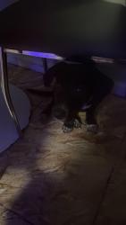 Lost Female Dog last seen Near avenue , North Miami Beach, FL 33162