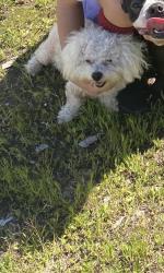 Lost Male Dog last seen Near adirondaxk row unit 3, San Diego, CA 92139