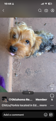 Lost Male Dog last seen 150th and Western , Edmond, OK 73013