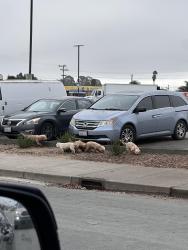 Found/Stray Unknown Dog last seen Flower vendors , Salinas, CA 93905