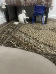 Lost Male Cat last seen Bath ave and has dark orange eyes , Brooklyn, NY 11204