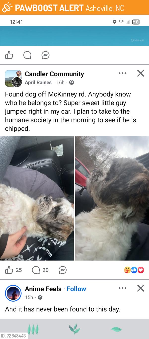 Found/Stray Male Dog last seen Unknown , Asheville, NC 28806