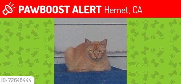 Lost Female Cat last seen lyon andJohnston and San Juan, Hemet, CA 92545