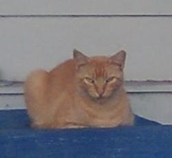 Lost Female Cat last seen lyon andJohnston and San Juan, Hemet, CA 92545