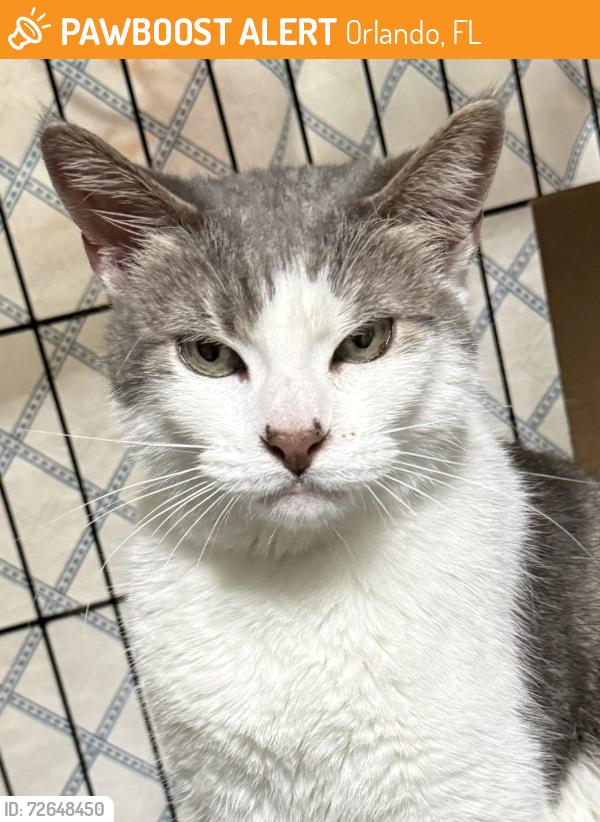 Found/Stray Female Cat last seen Paloma Drive, Orlando, FL 32837