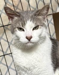 Found/Stray Female Cat last seen Paloma Drive, Orlando, FL 32837