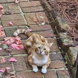 Found/Stray Unknown Cat last seen Manning Rd and Whitlock Ave , Marietta, GA 30064