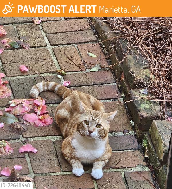 Found/Stray Unknown Cat last seen Manning Rd and Whitlock Ave , Marietta, GA 30064