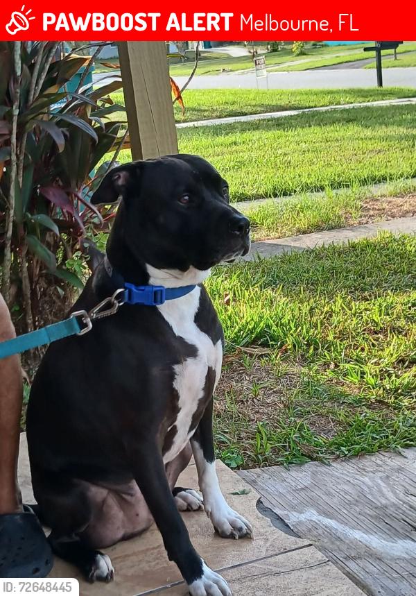 Lost Male Dog last seen Post and croton, Melbourne, FL 32935