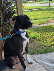 Lost Male Dog last seen Post and croton, Melbourne, FL 32935