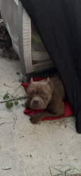 Found/Stray Unknown Dog last seen Lester and butler, Benton Park, CA 93304