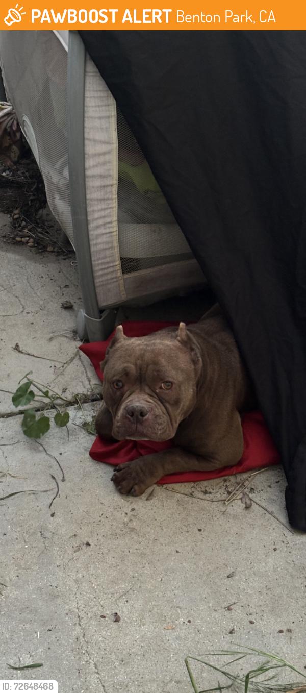 Found/Stray Unknown Dog last seen Lester and butler, Benton Park, CA 93304