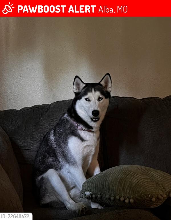 Lost Female Dog last seen Alba Schoolhouse, Robbins/Smith/Orchard, Alba, MO 64870