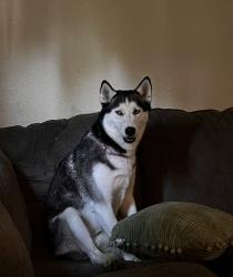 Lost Female Dog last seen Alba Schoolhouse, Robbins/Smith/Orchard, Alba, MO 64870