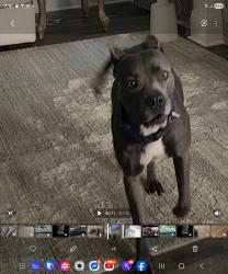 Lost Female Dog last seen Sandpiper and third avenue, Dothan, AL 36301